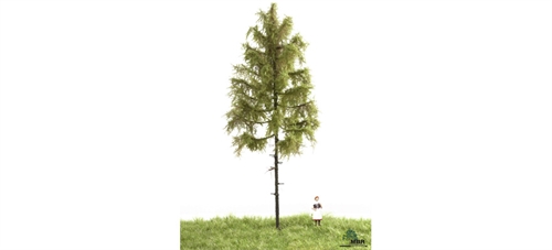 mbr 51-4302 European Forest Larch, 18-22 cm