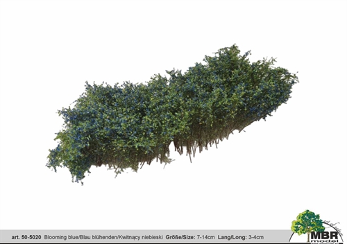 MBR 50-5020 Shrub, Flowering Blue