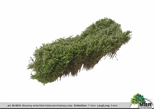 MBR 50-5016 Shrub, Flowering White