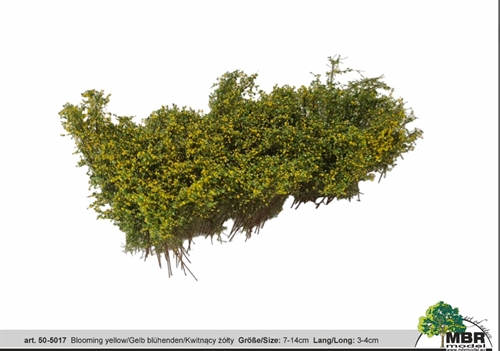 MBR 50-5017 Shrub, Flowering Yellow