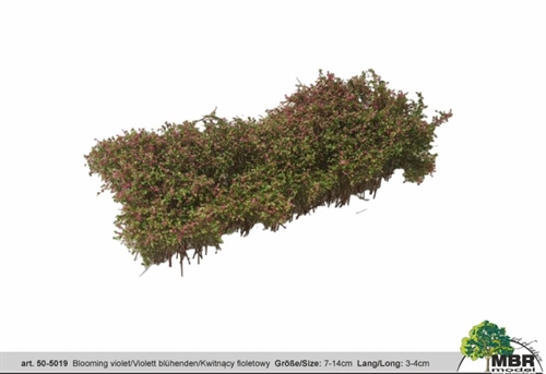 MBR 50-5019 Shrub, Flowering Violet