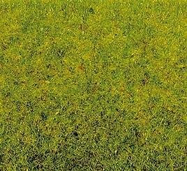Noch 50210 Græs, forårs eng, 100 gr