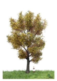 mbr 52-2306 Canadian Poplar, Autumn, 18-22 cm