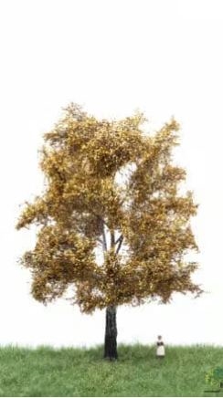 MBR 52-2305 White poplar, autumn, 18-22 cm