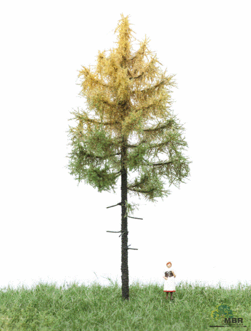 mbr 52-4202 Forest Larch, 12-16 cm