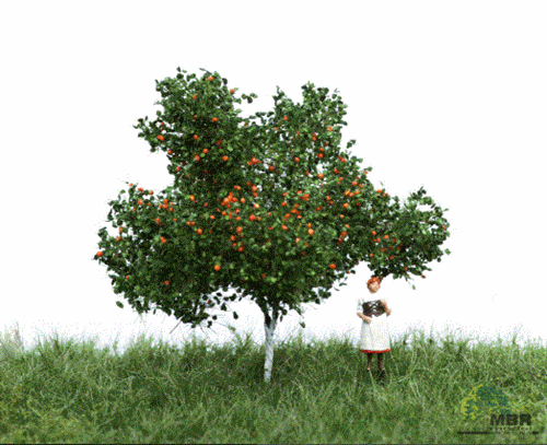 mbr 51-2304 Apple Tree, 7 cm, Summer