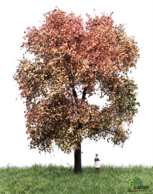 mbr 52-2312 Ahorn træ, 18-22 cm, efterår, NYHED 2020