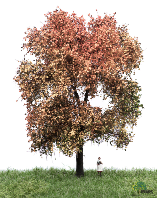 mbr 52-2312 Ahorn træ, 18-22 cm, efterår, NYHED 2020