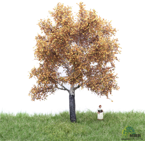 mbr 52-2205 Hvid poppel, 12-16 cm, efterår, NYHED 2020