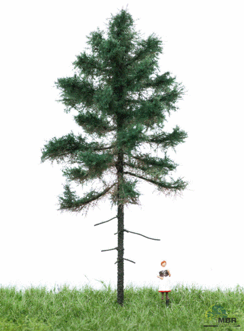 mbr 51-4201 Fyrretæ, 12-16 cm, sommer, NYHED 2020