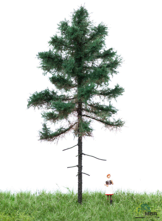 mbr 51-4201 Fyrretæ, 12-16 cm, sommer, NYHED 2020