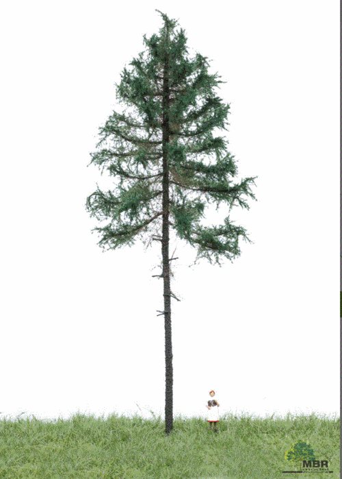 mbr 51-4301 Pine Tree, 18-22 cm, Summer
