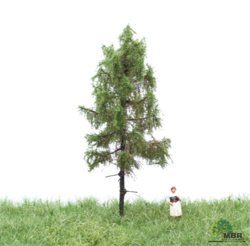mbr 51-4102 Forest Larch, 6-10 cm
